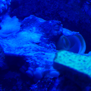 Star Octopus (Octopus djinda)