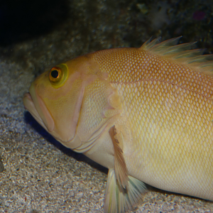 Breaksea Cod (Epinephelides armatus)