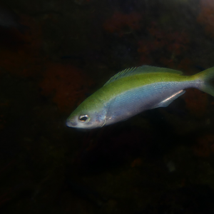 Blowhole Perch (Caesioscorpis theagenes)