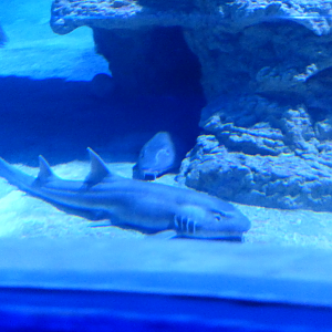 Brownbanded bamboo Shark (Chiloscyllium punctatum)