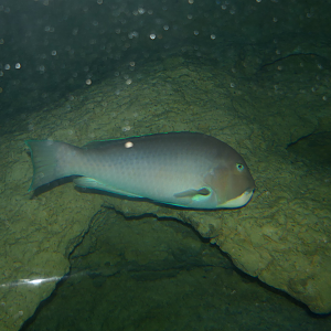 Baldchin Groper (Choerodon rubescens)