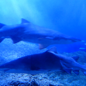 Sand tiger Shark (Carcharius taurus)