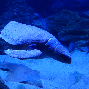 Loggerhead Sea Turtle