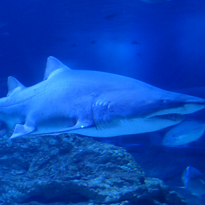 Sand tiger Shark (Carcharius taurus)