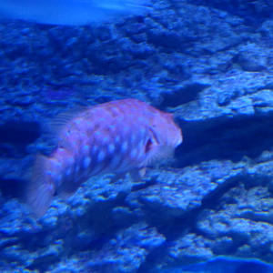 Harlequin Fish (Othos dentex)