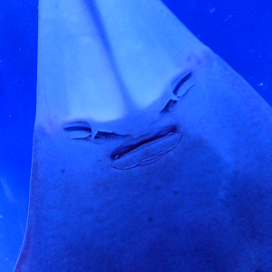 Western Shovelnose Ray (Aptychotrema vincentiana)