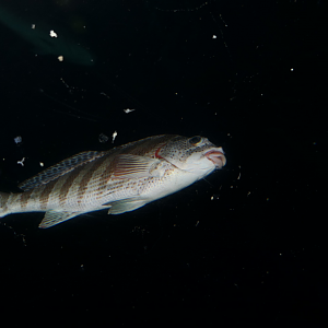 Red-lipped Morwong (Goniistius rubrolabiatus)