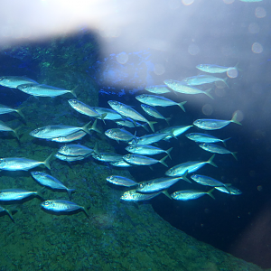 Yellowtail Scad (Trachurus novaezelandiae)?
