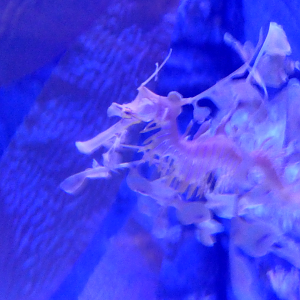 Leafy Seadragon (Phycodurus eques)