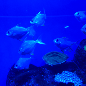 Western Pomfred (Schuettea woodwardi)