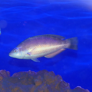 Red-banded Wrasse (Pseudolabrus biserialis)