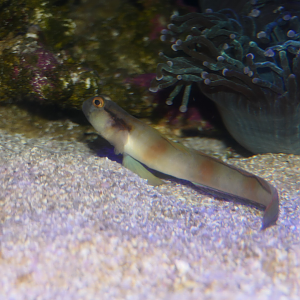 Mask Shrimpgoby (Amblyeleotris gymnocephala)