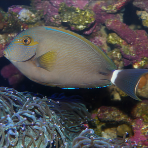 Inshore Surgeonfish (Acanthurus grammoptilus)