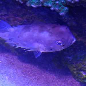 Longspine Burrfish (Tragulichthys jaculiferus)
