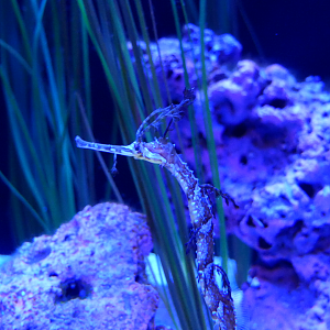 Ribboned Seadragon (Haliichthys taeniophorus)