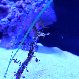 Ribboned Seadragon (Haliichthys taeniophorus)