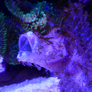 Weedy Scorpionfish (Rhinopias frondosa)