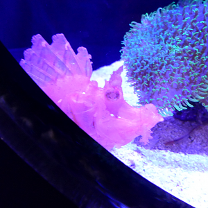 Paddle-flap Scorpionfish (Rhinopias eschmeyeri)