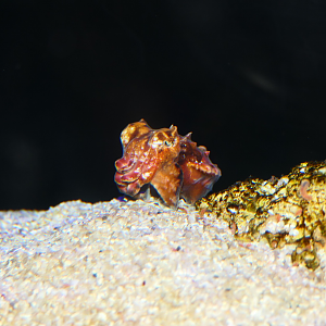 Flamboyant Cuttlefish (Ascarosepion pfefferi)
