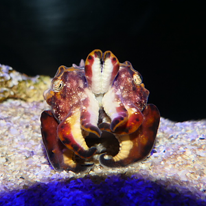 Flamboyant Cuttlefish (Ascarosepion pfefferi)