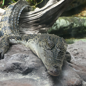 Saltwater Crocodile