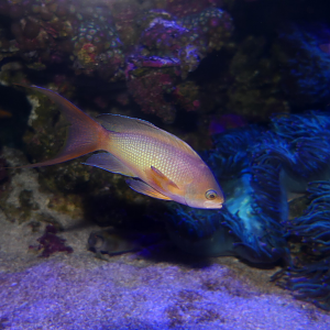 Lyretail Anthias (Pseudanthias squamipinnis) Indian Ocean form