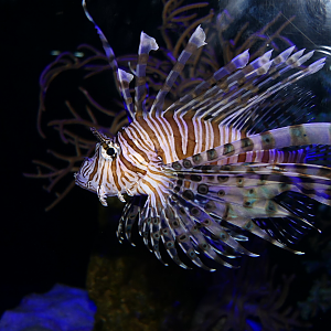 Volitans Lionfish (Pterois volitans)