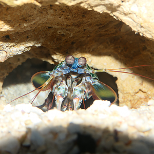 Peacock Mantis Shrimp (Odontodactylus scyllarus)