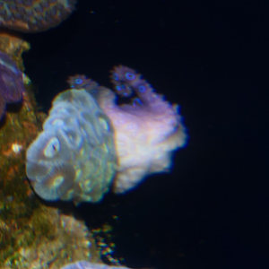 Greater Blue-ringed Octopus (Hapalochlaena lunulata)