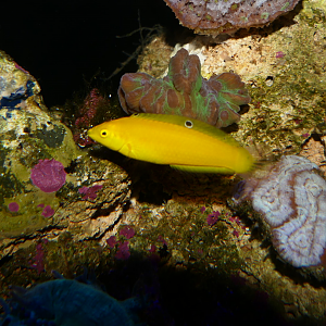 Canary Wrasse (Halichoeres chrysus)