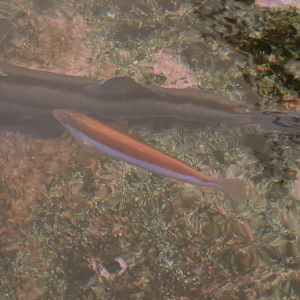 Southern Maori Wrasse (Ophthalmolepis lineolata)