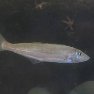 Western Stout Whiting (Sillago cf. robusta)?