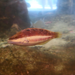 Red-banded Wrasse (Pseudolabrus biserialis)
