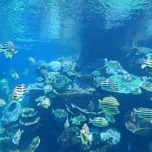 Stripey (Microcanthus strigatus)