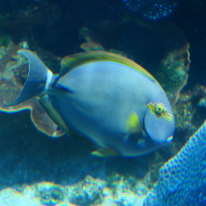 Inshore Surgeonfish (Acanthurus grammoptilus)