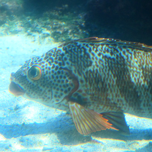 Red-lipped Morwong (Goniistius rubrolabiatus)