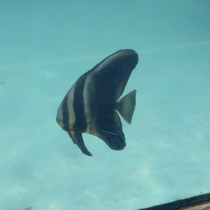 Longfin Batfish (Platax tiera)