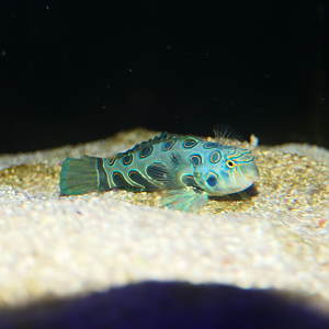Picturesque Dragonet (Synchipropus picturatus)