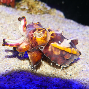 Flamboyant Cuttlefish (Ascarosepion pfefferi)