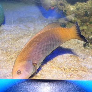 Scribbled Chisel-tooth Wrasse (Anampses geographicus) initial phase