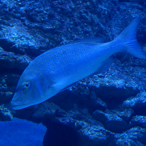 Spangled Emperor (Lethrinus nebulosus)