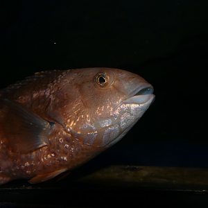 Brownspotted Wrasse (Notolabrus parilus)