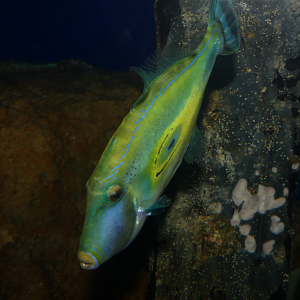 Horseshoe Leatherjacket (Meuschenia hippocrepis)