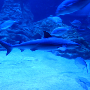 Nervous Whaler Shark (Charcharhinus cautus)