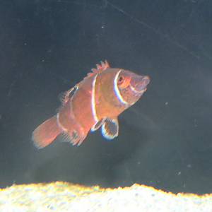 Tanaka's Wrasse (Wetmorella tanakai)