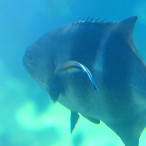 Banded Sweep (Scorpis georgiana) and Bluestreak Cleaner Wrasse (Labroides dimidiata)