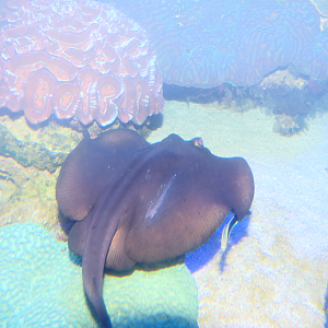 Striped Stingaree (Trygonoptera ovalis)