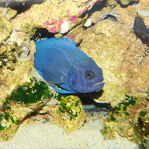 Southern Blue Devil (Paraplesiops meleagris)