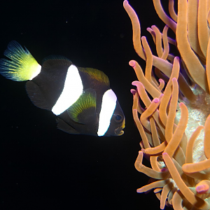 West Australian Anemonefish (Amphiprion milii)