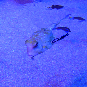 Longhorn Cowfish (Lactoria cornuta)